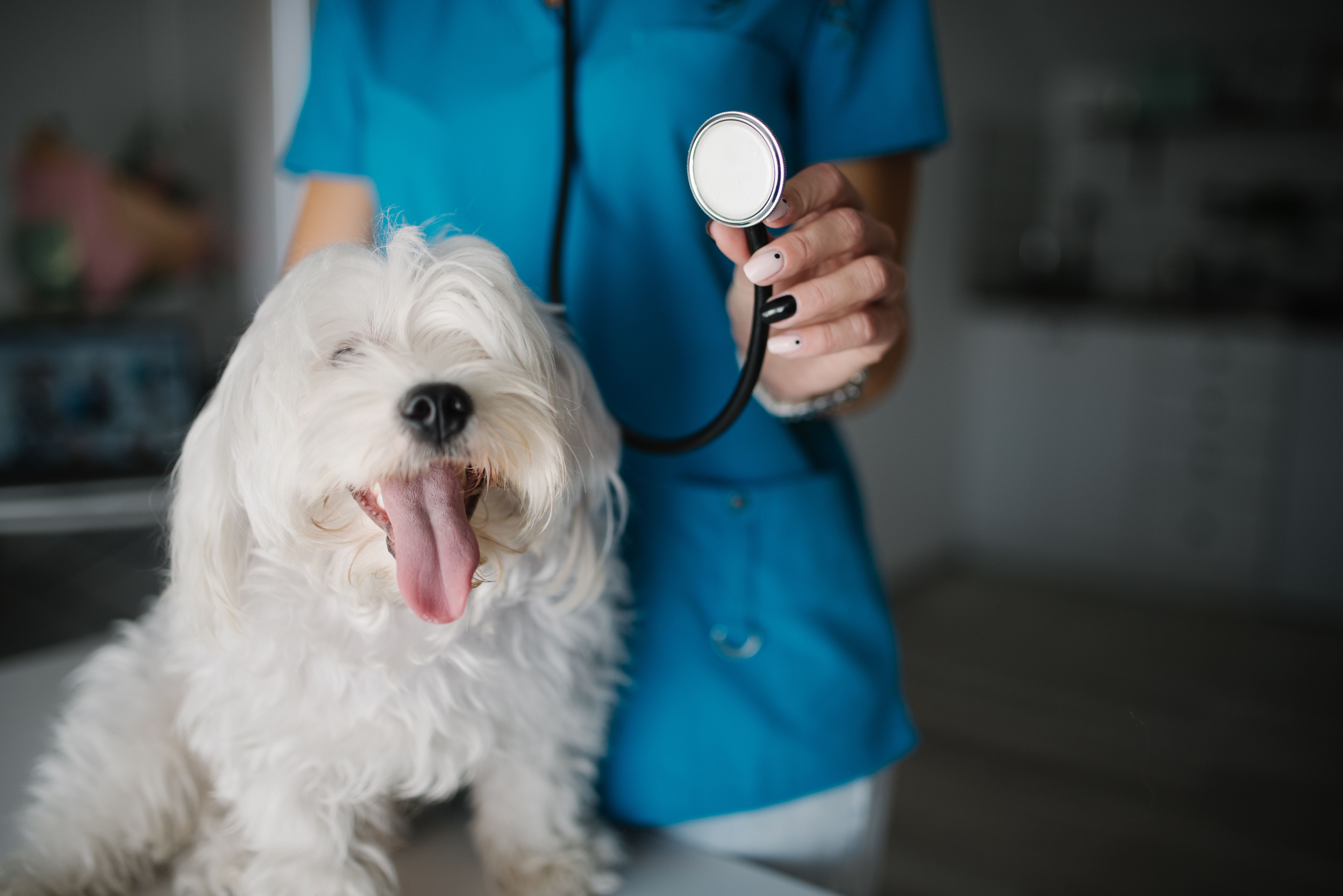 Veterinarian with a stethoscope beside a dog during a clinical visit