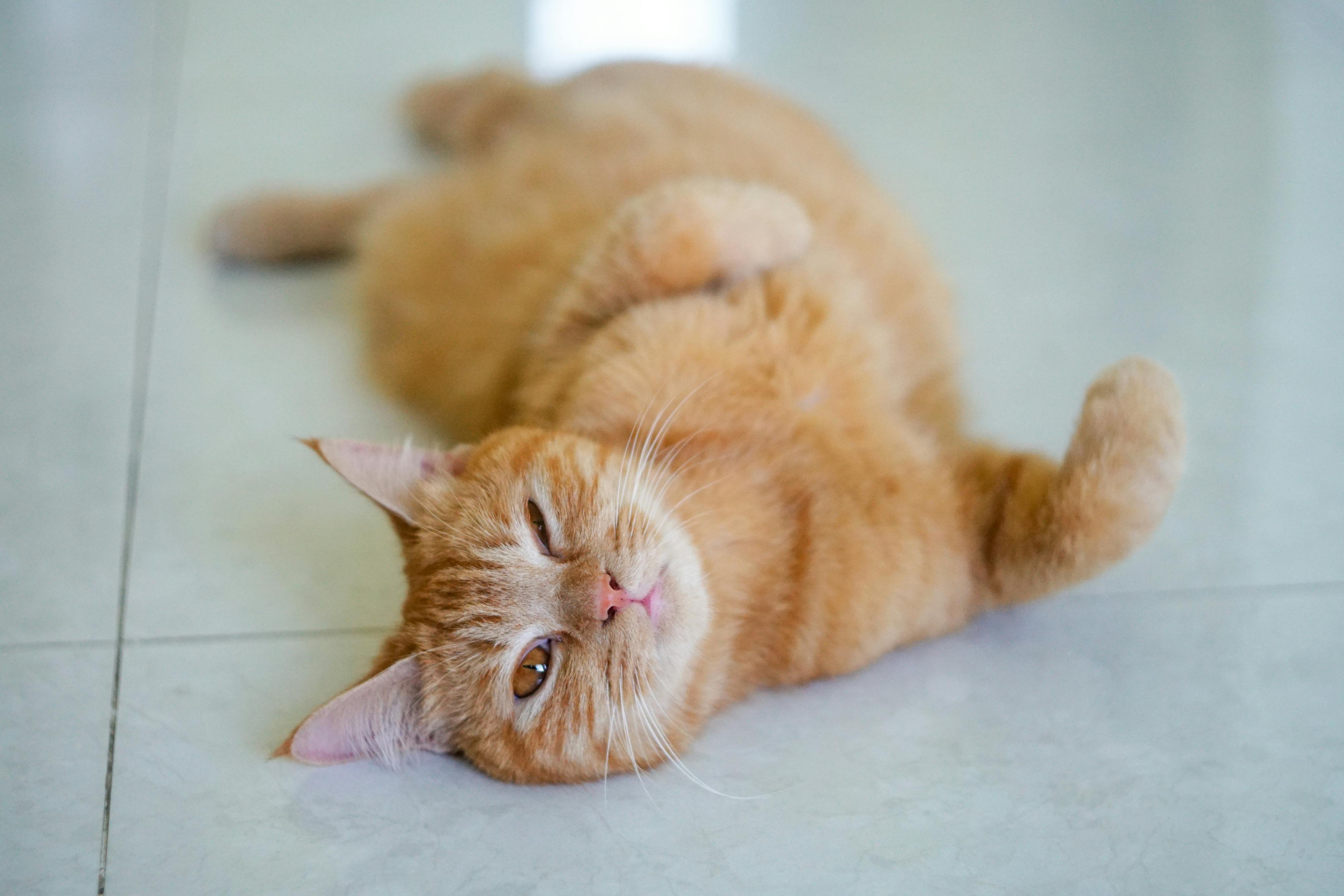 Escala de Dor em Gatos: Como Avaliar com Precisão na Rotina Clínica