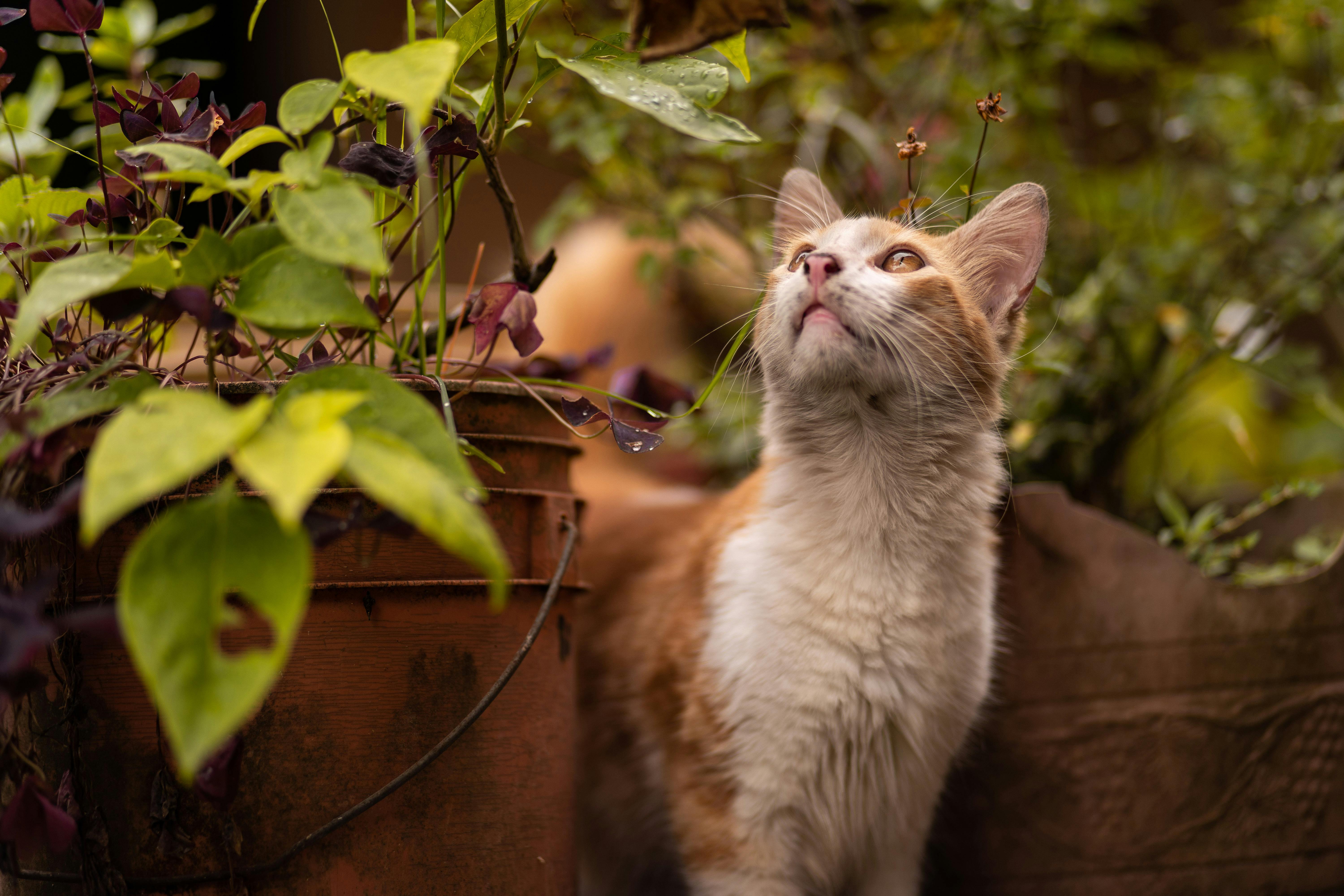 Gato olhando para uma planta
