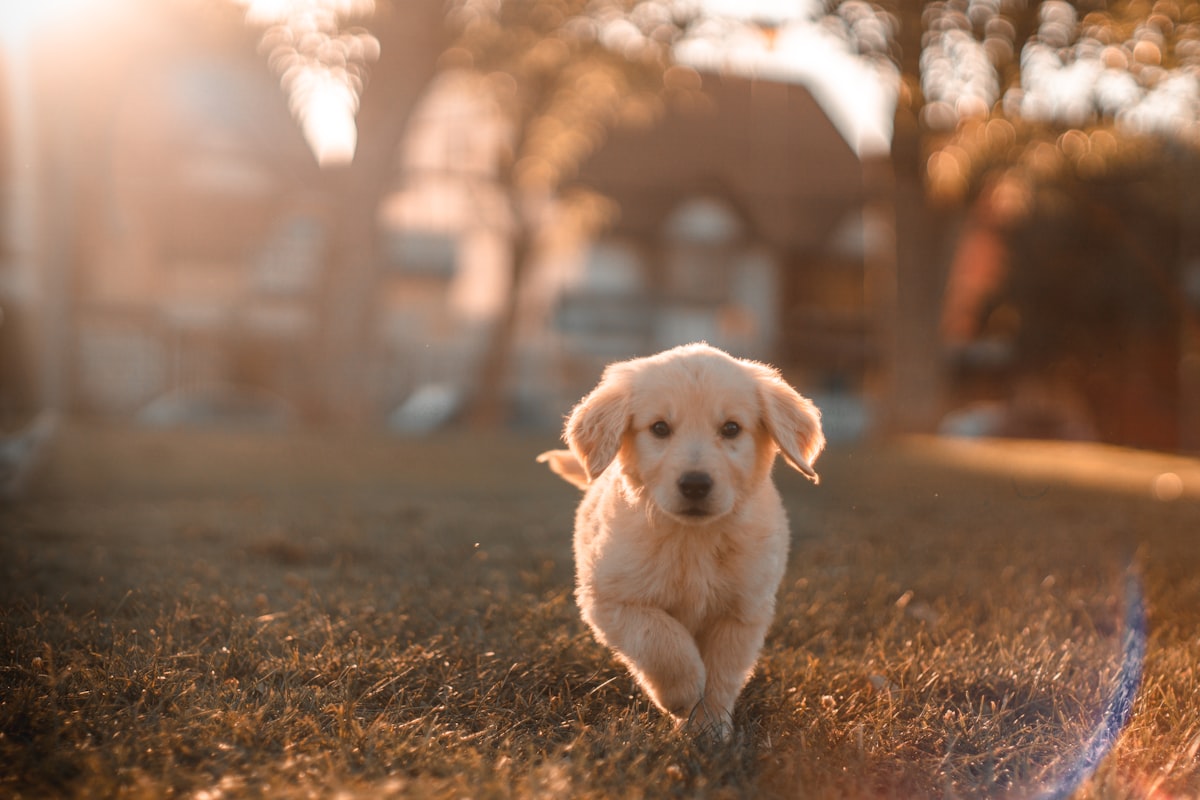 Médica veterinária examinando filhote de cachorro em clínica moderna com computador ao fundo