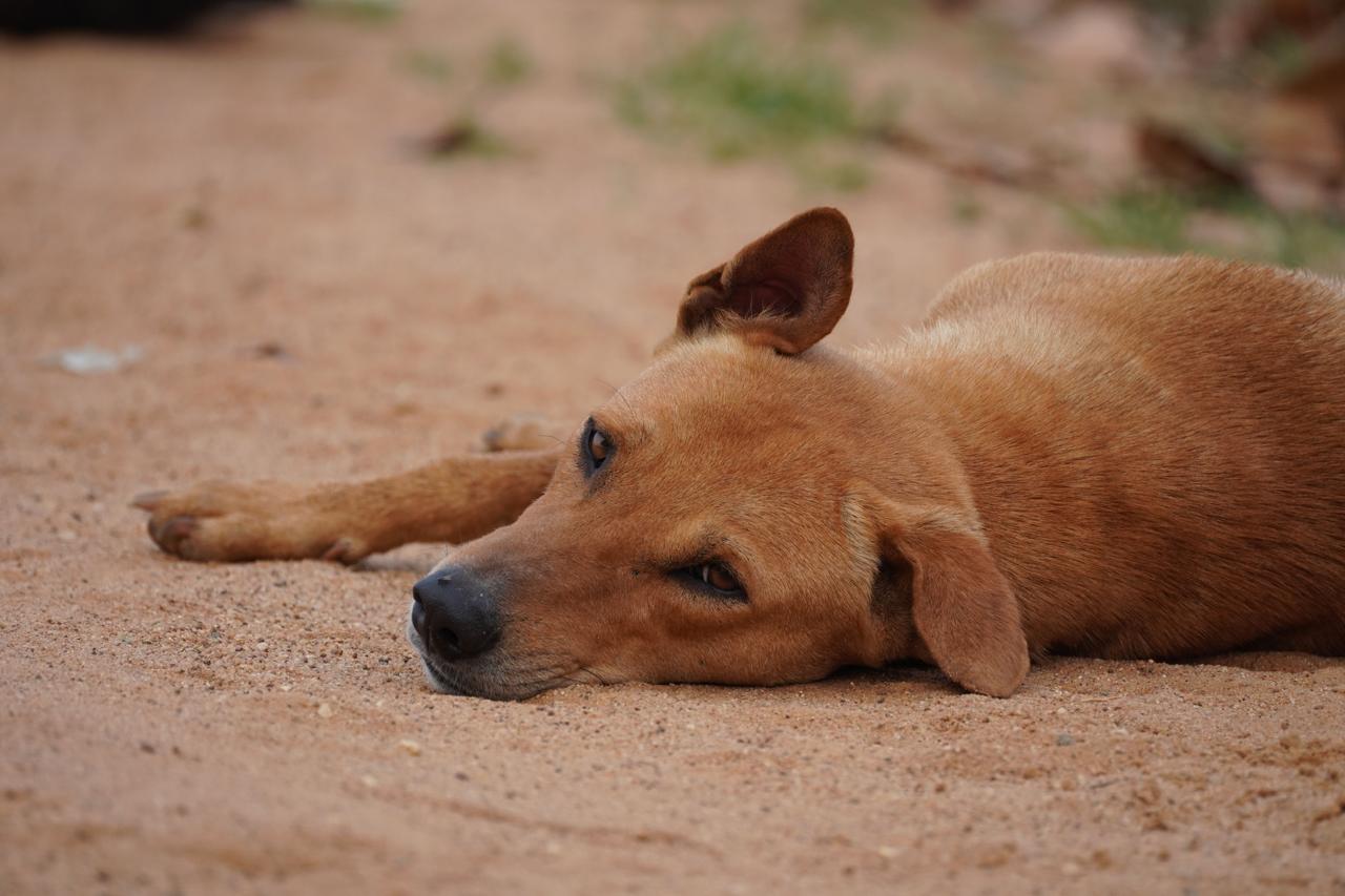Cão sendo examinado por médico-veterinário em consulta clínica