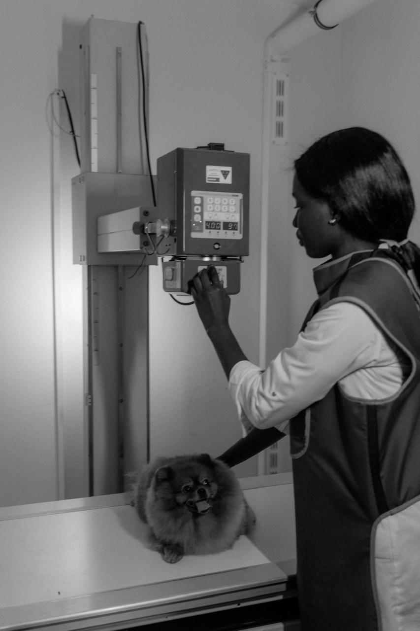 Veterinário analisando radiografia de cão em tela com auxílio de IA