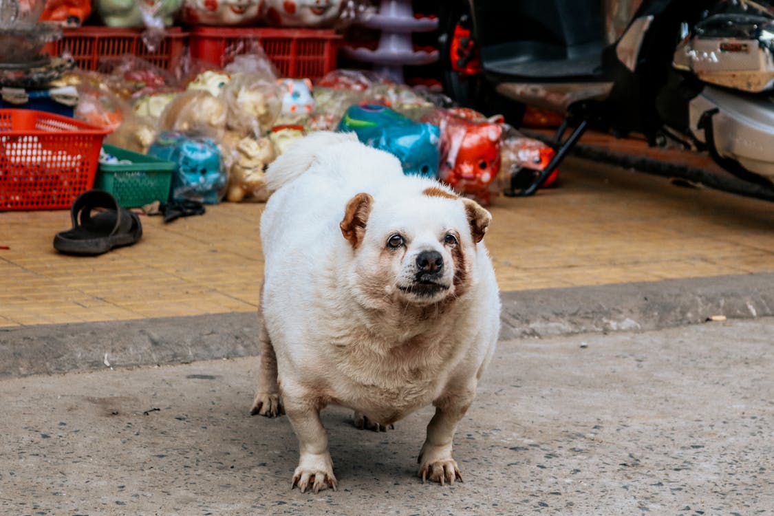 Obesidade em Cães e Gatos: Como Identificar, Prevenir e Tratar