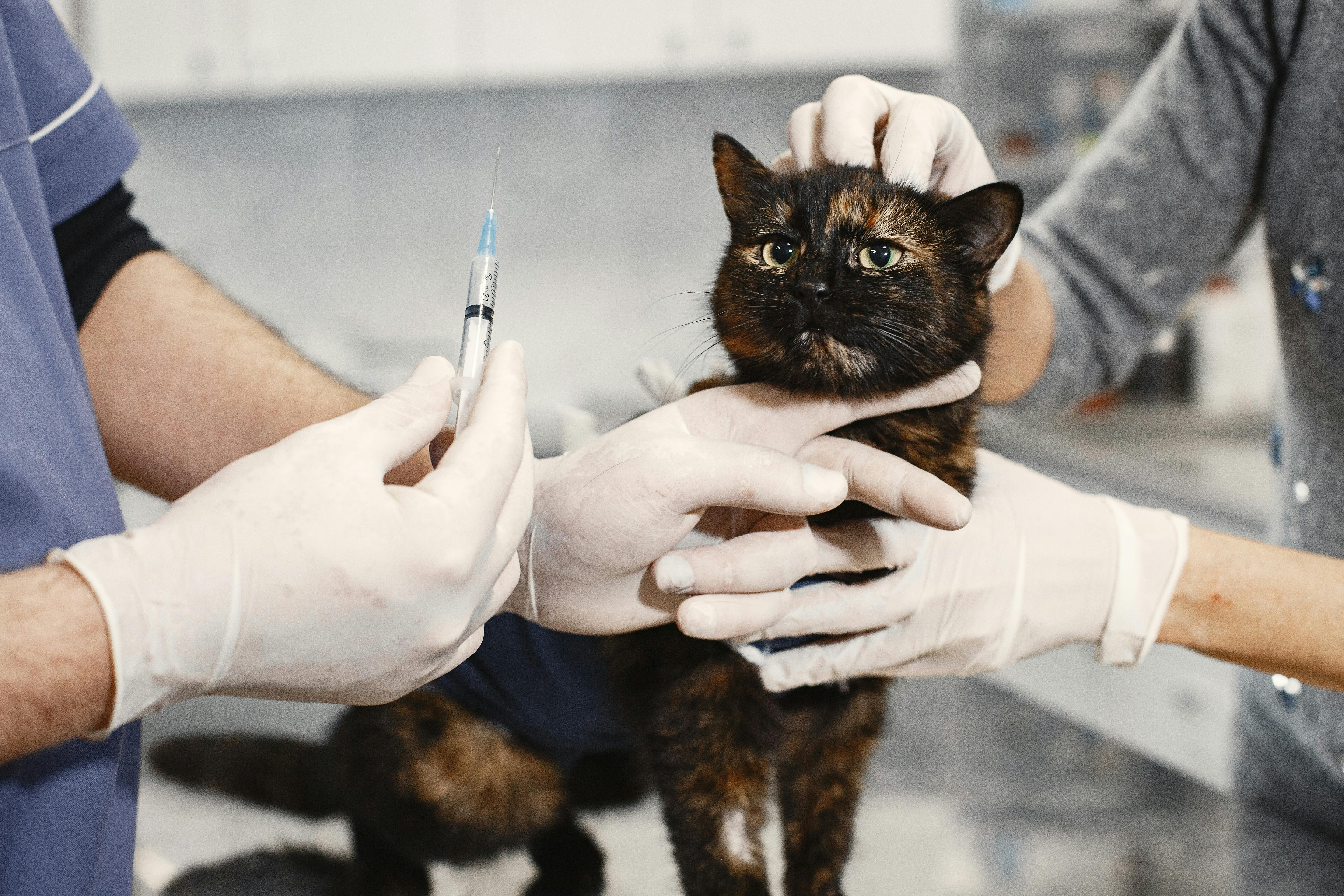 Veterinarian calming a dog with treats during consultation