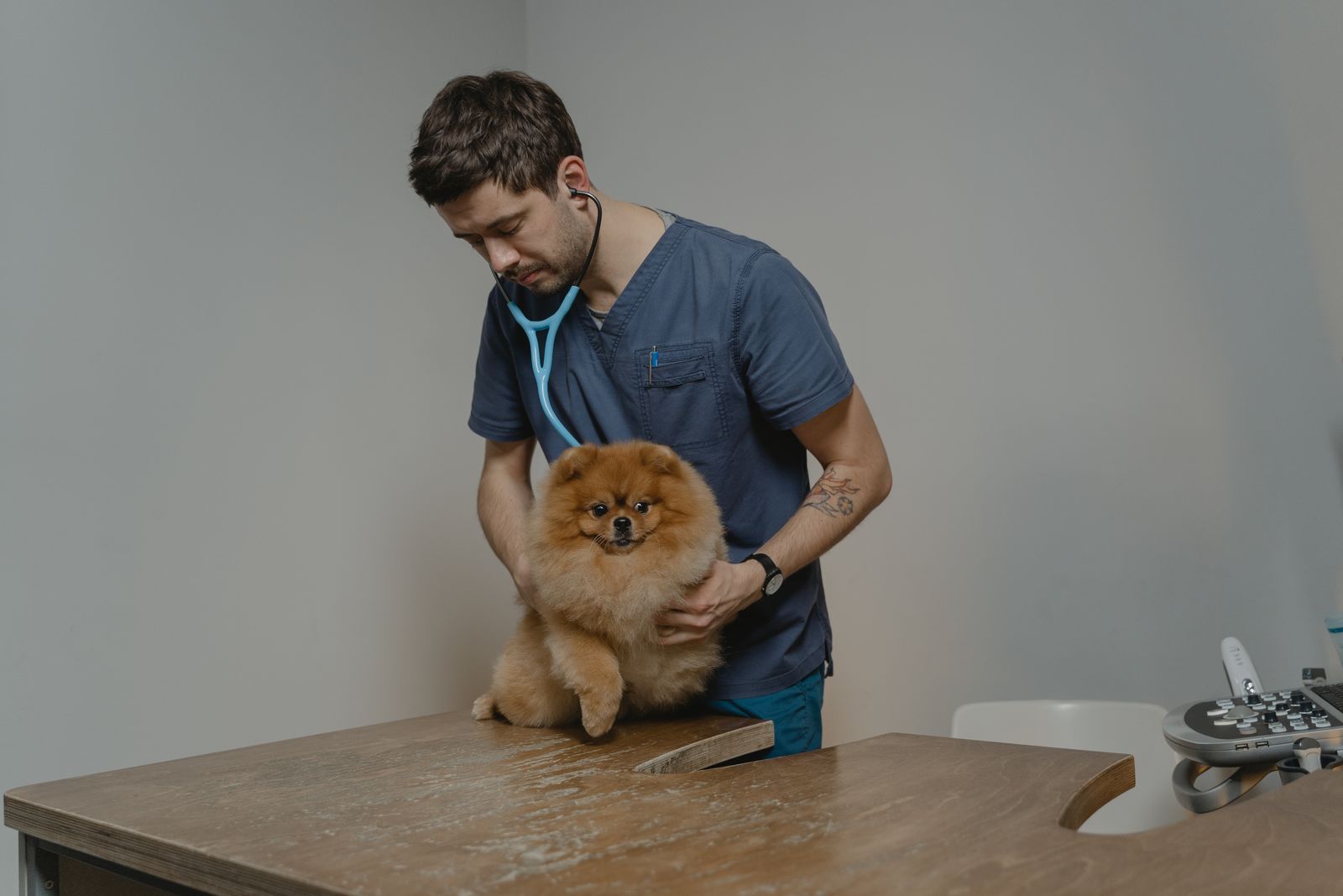 Médico-veterinário com estetoscópio auscultando o tórax de um cão pequeno sobre a mesa de exame