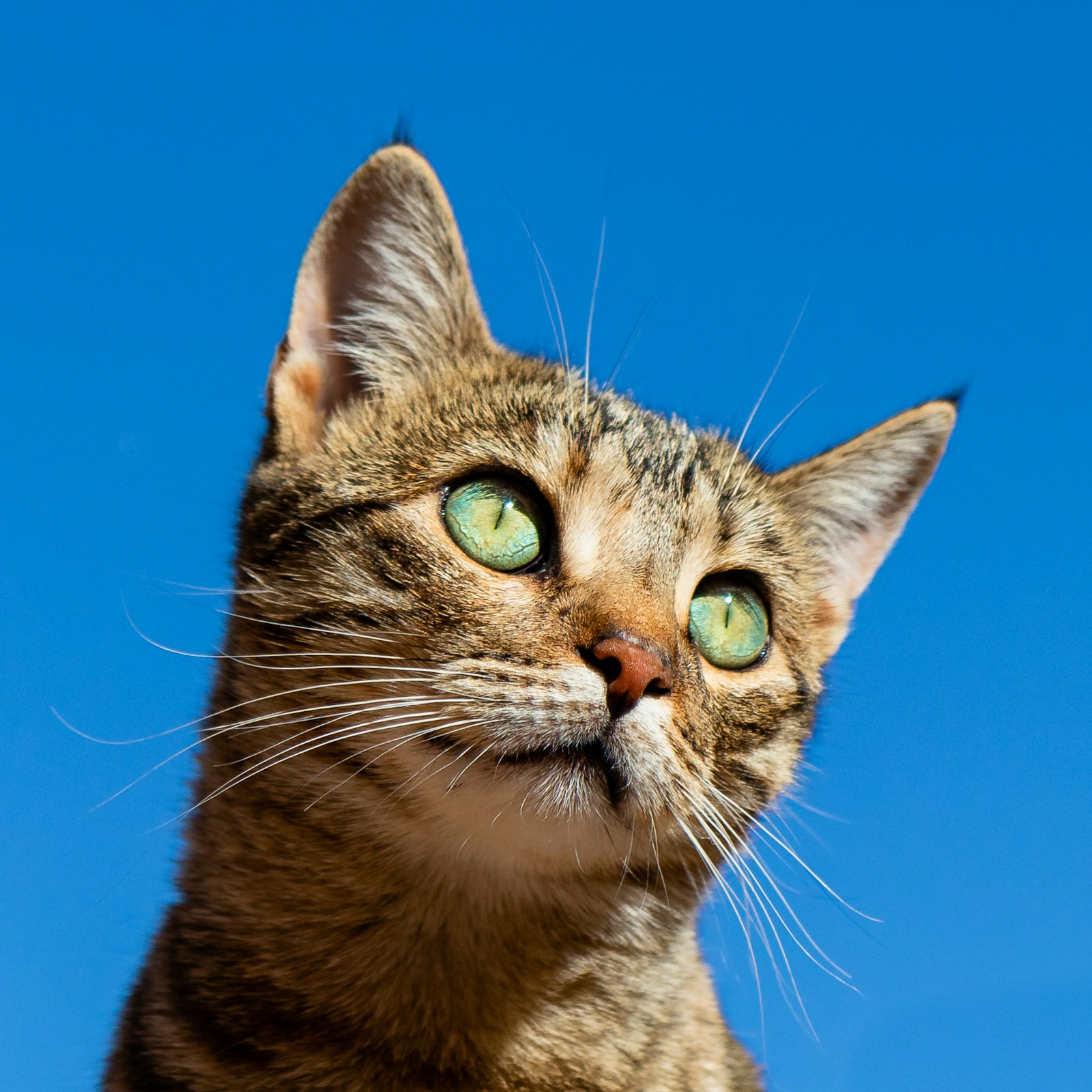 Sarcoma em Gatos: Tipos, Diagnóstico e o Sarcoma no Local de Injeção