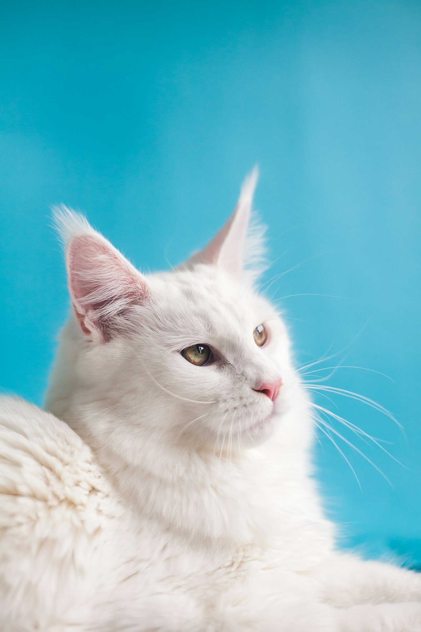 Principais Doenças Infecciosas em Gatos: Guia Clínico para Diagnóstico e Manejo