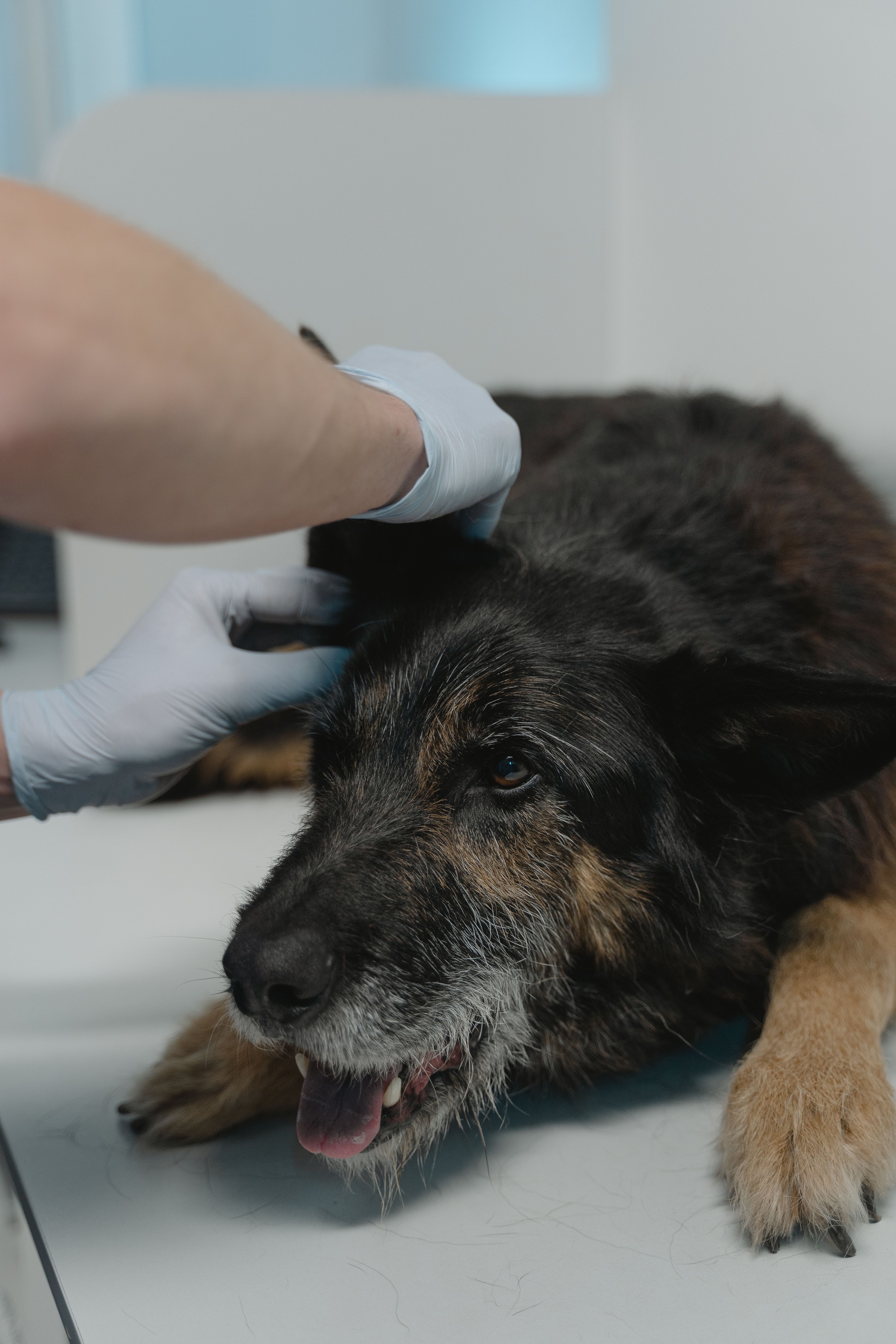 Médico-veterinário examinando a orelha de um cão durante consulta otológica