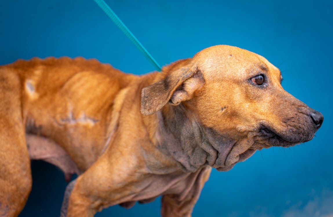 Abril Laranja: combate aos maus-tratos animais